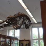 Fossilnachbildung eines Meeresdinosauriers