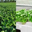 Vergleich des Pflanzenanbau auf einem Feld und in einer Vertical Farm